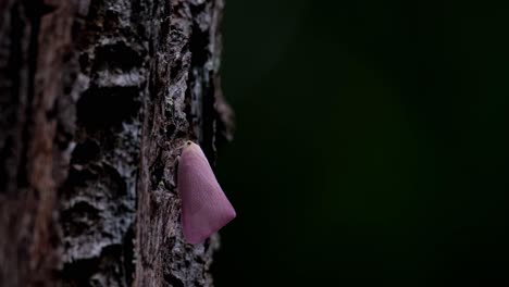 Camera-zooms-out-as-this-Pink-Planthopper-is-revealed-in-the-dark-of-the-forest,-Flatid,-Thailand