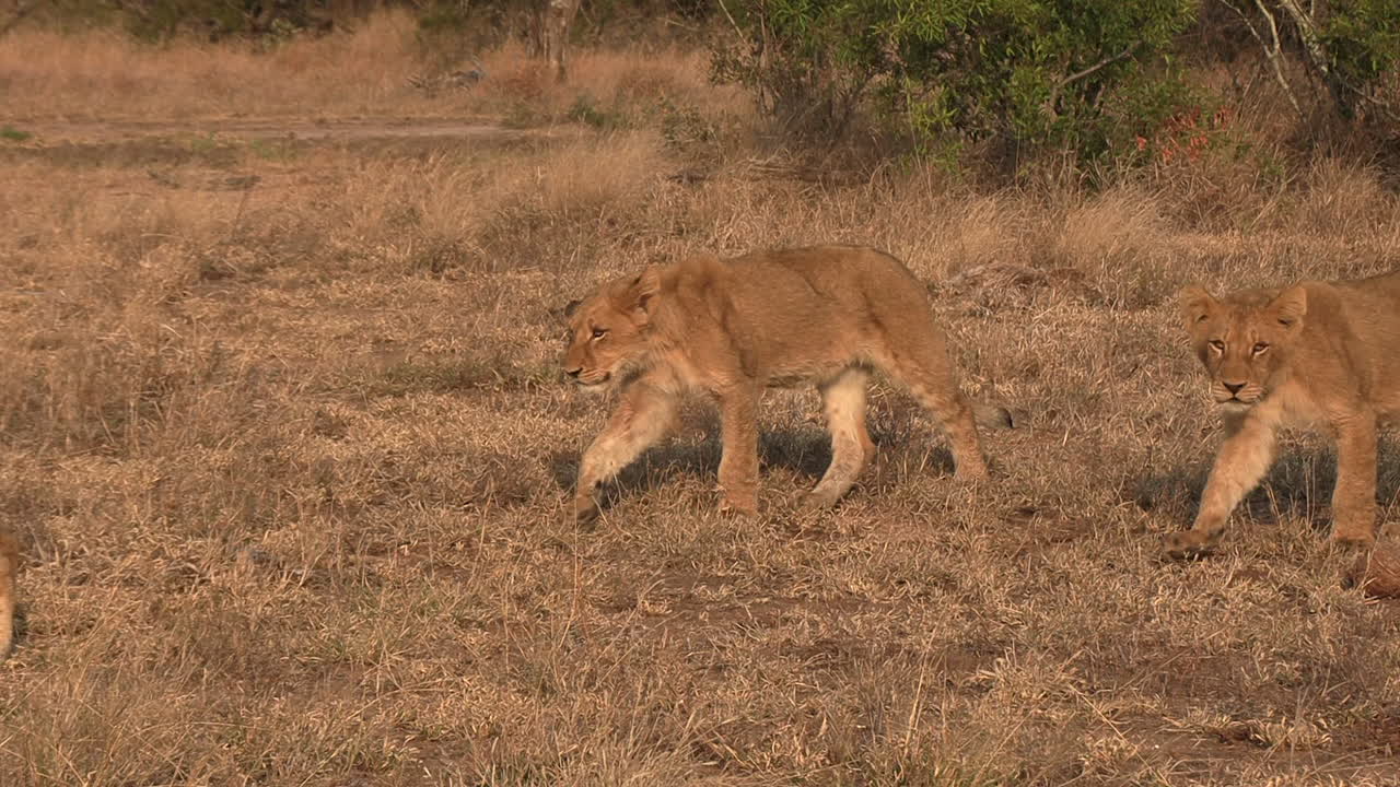 close-up van leeuwin die met haar welpen loopt op het gouden uur