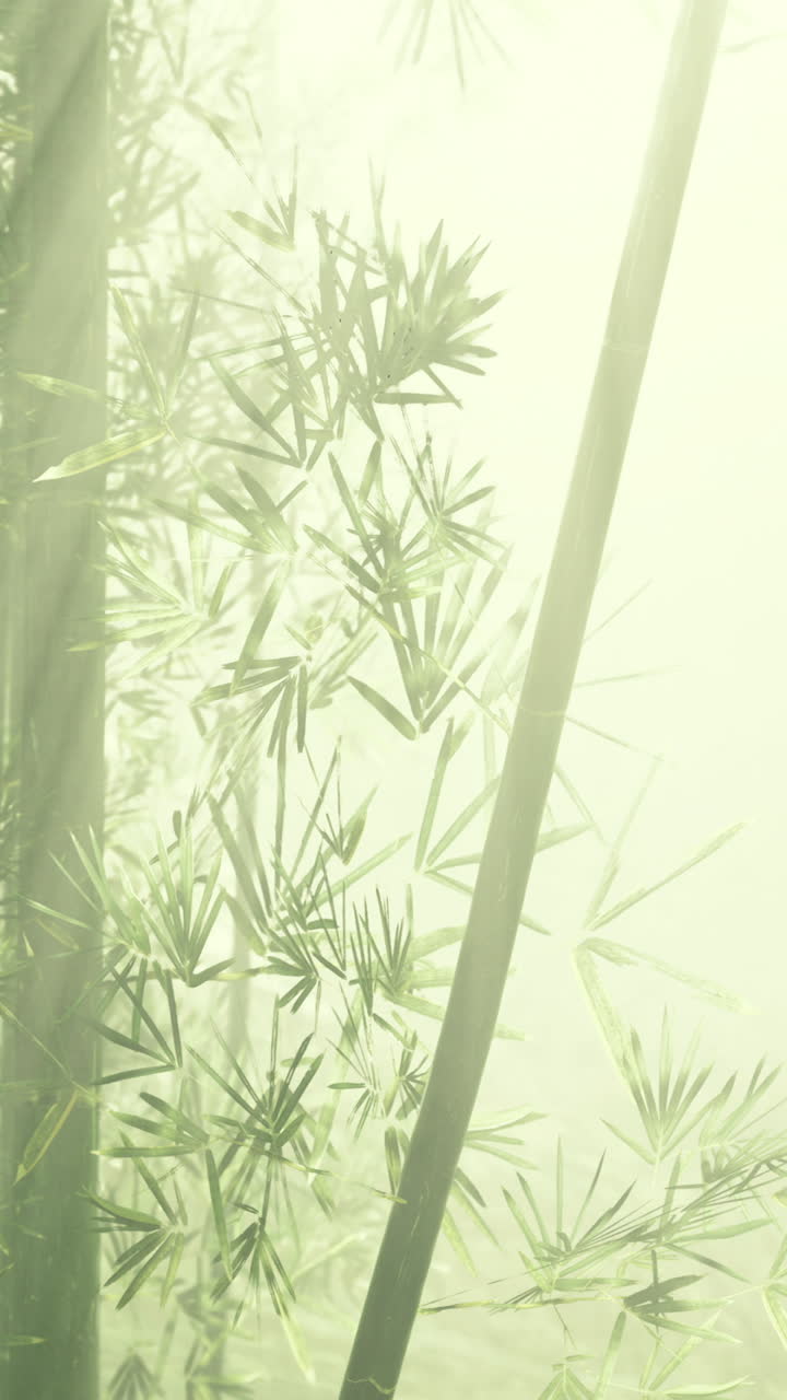 Morning light bathes a misty bamboo grove in serenity