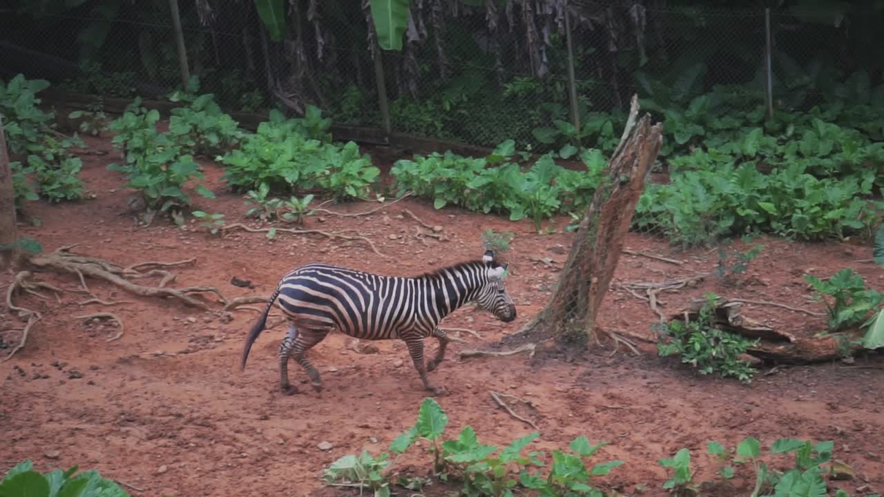 cámara lenta de una cebra corriendo colina abajo en un safari