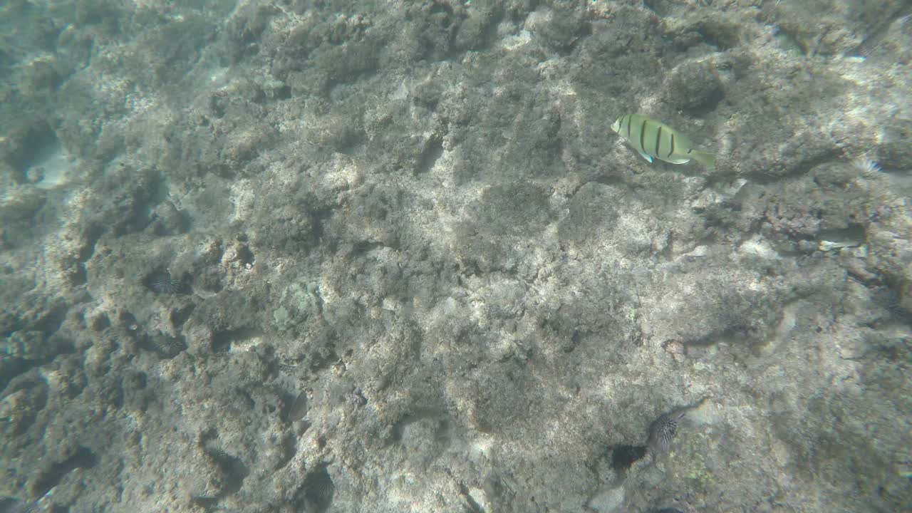 Snorkling i smukt, klart vand