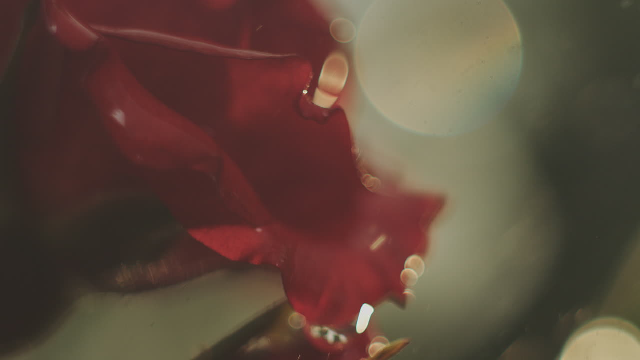 은 장미 꽃잎 클로즈업