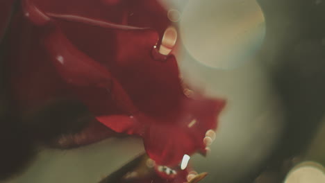 pétalo de rosa rojo de primer plano