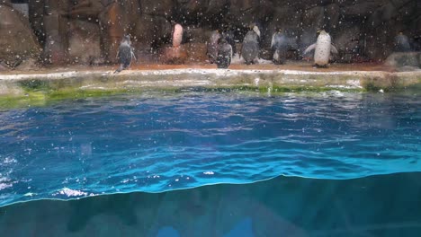 pingüinos papúa nadan en la atracción de animales del polo sur en el parque temático de diversiones y animales ocean park en hong kong