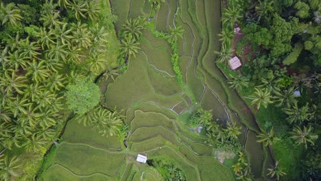 Aerial-view-of-vivid-green-landscaped-rice-terraces,-Tegallalang-Bali