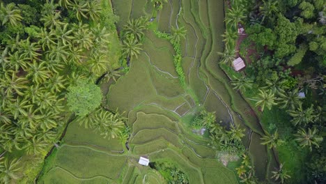 aerial view of vivid green landscaped rice terraces, tegallalang bali