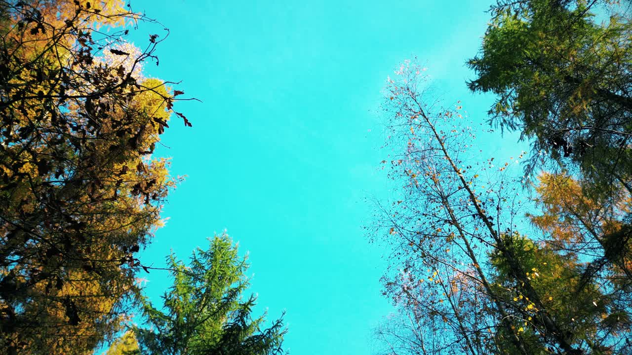 노란색 과 오렌지색 의 가을 숲 에 있는 검은색 자동차 가 있는 시골 도로 의 공중 전망