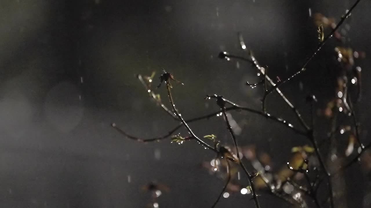 Atmospheric Night Rain Falls on Budding Branches Leaves