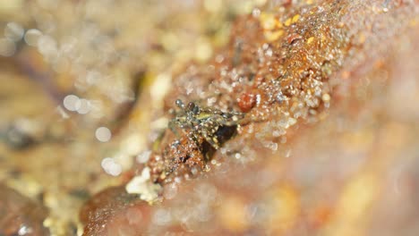 Baby-Crab-Cleaning-Its-Claws-on-Rocky-Moist-Surface,-Moody-Slow-Motion