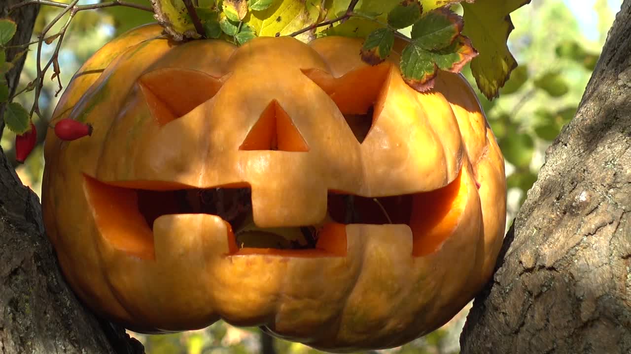 Calabaza de Halloween espeluznante. Fotografiada en un árbol en el bosque.