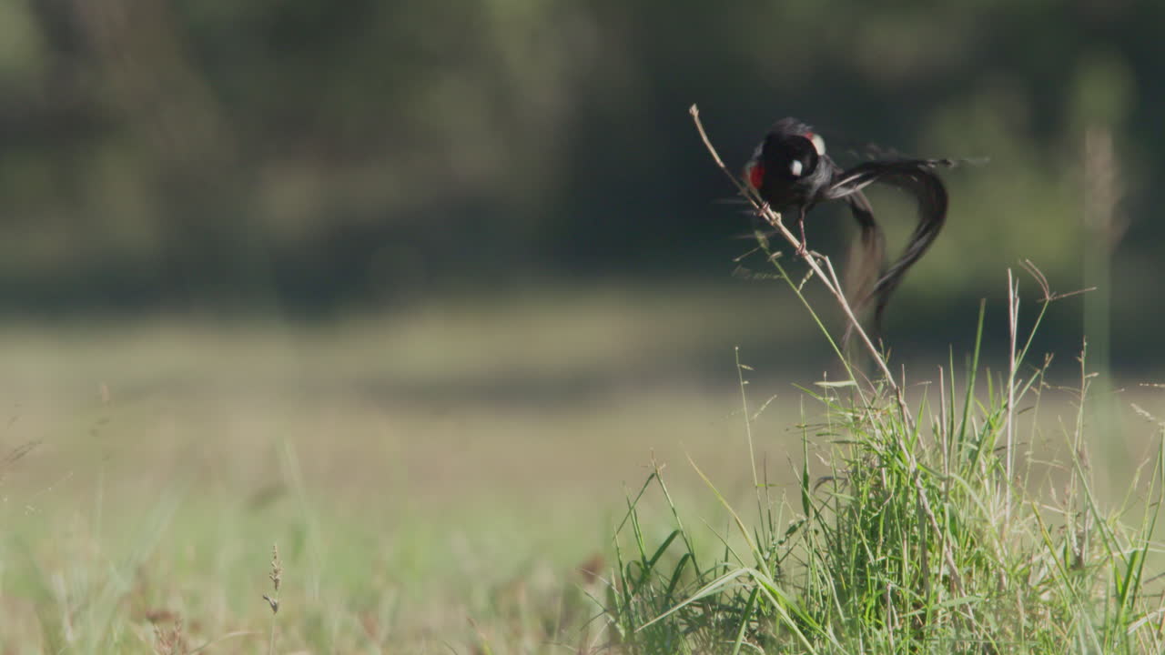 Vedova codalunga appollaiata e che si liscia le piume in un campo erboso.