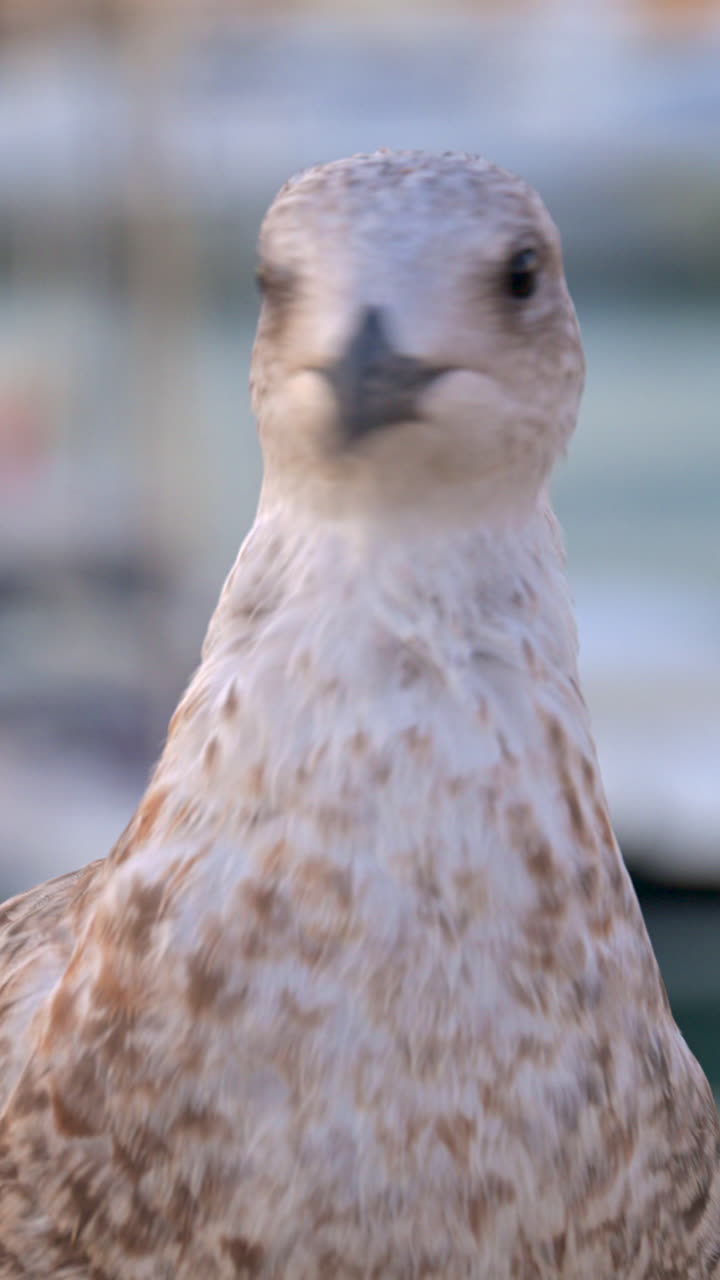 Close up of a seagull on a blurred background of a harbour. Vertical