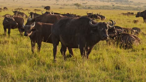 Slow-Motion-of-Masai-Mara-Wildlife,-Large-African-Buffalo-Herd,-Africa-Animals-on-Safari-in-Kenya-at-Maasai-Mara-National-Reserve,-Beautiful-Golden-Hour-Sunlight-Light-in-Savannah-Scenery