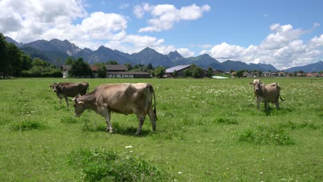 cow pasture on the alps