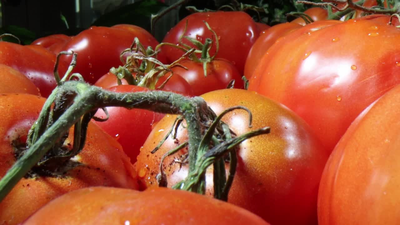 Delicious tomatoes ready for home cooking. Salsa, salads and more. Organic close up