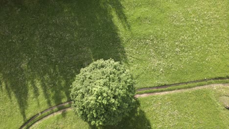 Aerial-drone-footage-top-down-flying-over-meadows,-sycamore-maple-and-pine-trees-in-the-swiss-alps