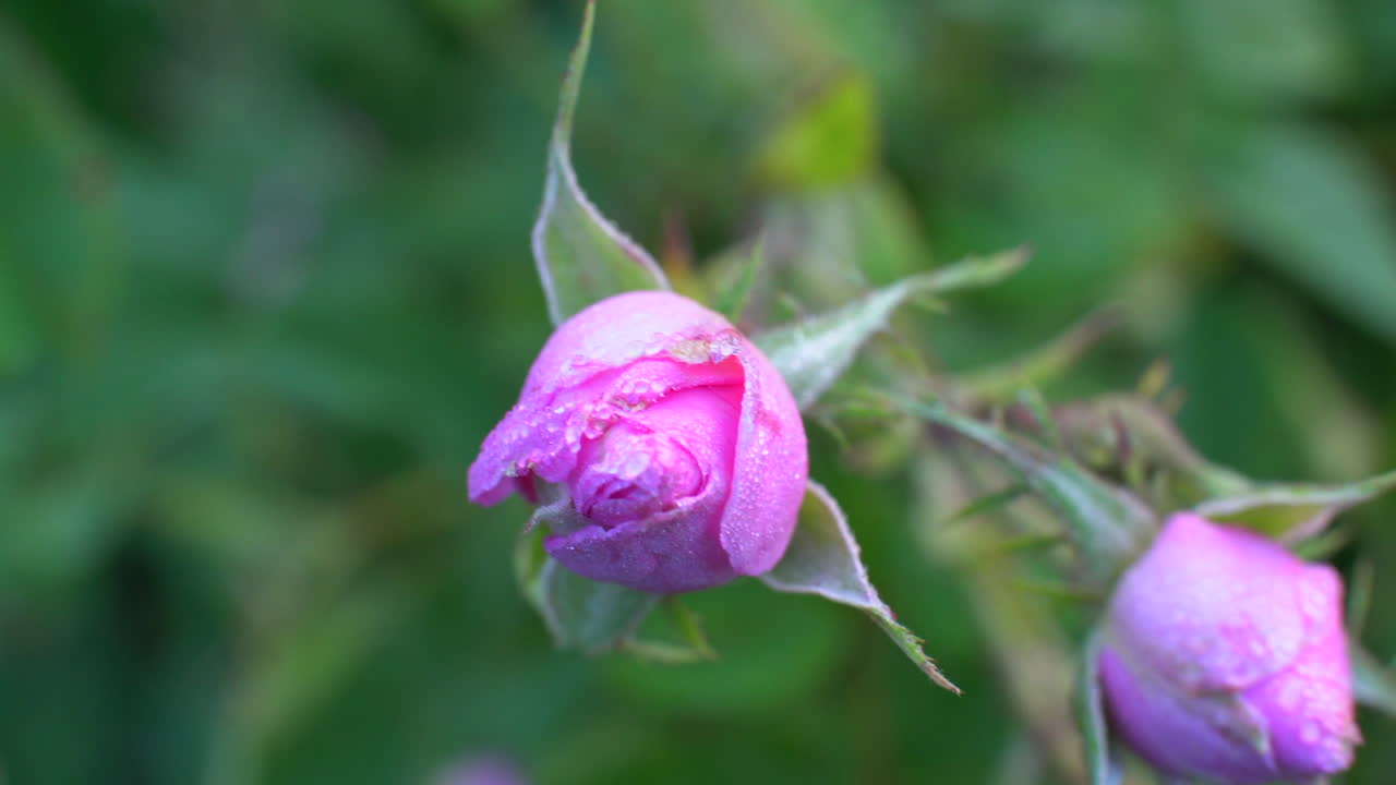 primer plano de rosa búlgara - capullo rosa con gotas de rocío en un jardín ubicado en el valle de las rosas en bulgaria