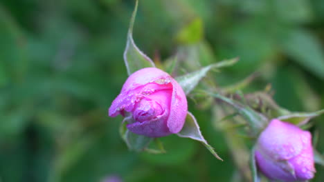 closeup of bulgarian pink rose - pink bud with dewdrops
in a garden located in the rose valley in bulgaria