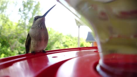 Die-Beste-Nahaufnahme-Eines-Winzigen-Dicken-Kolibris-Mit-Braunen-Federn,-Der-In-Zeitlupe-An-Einem-Vogelhäuschen-Sitzt-Und-Getränke-Zu-Sich-Nimmt-Und-Schließlich-Wegfliegt