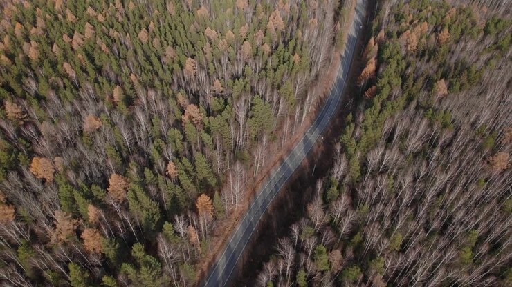 High angle aerial view of a curved asphalt road cutting through dense autumn forest with evergreen conifers and bare deciduous trees along the scenic highway route