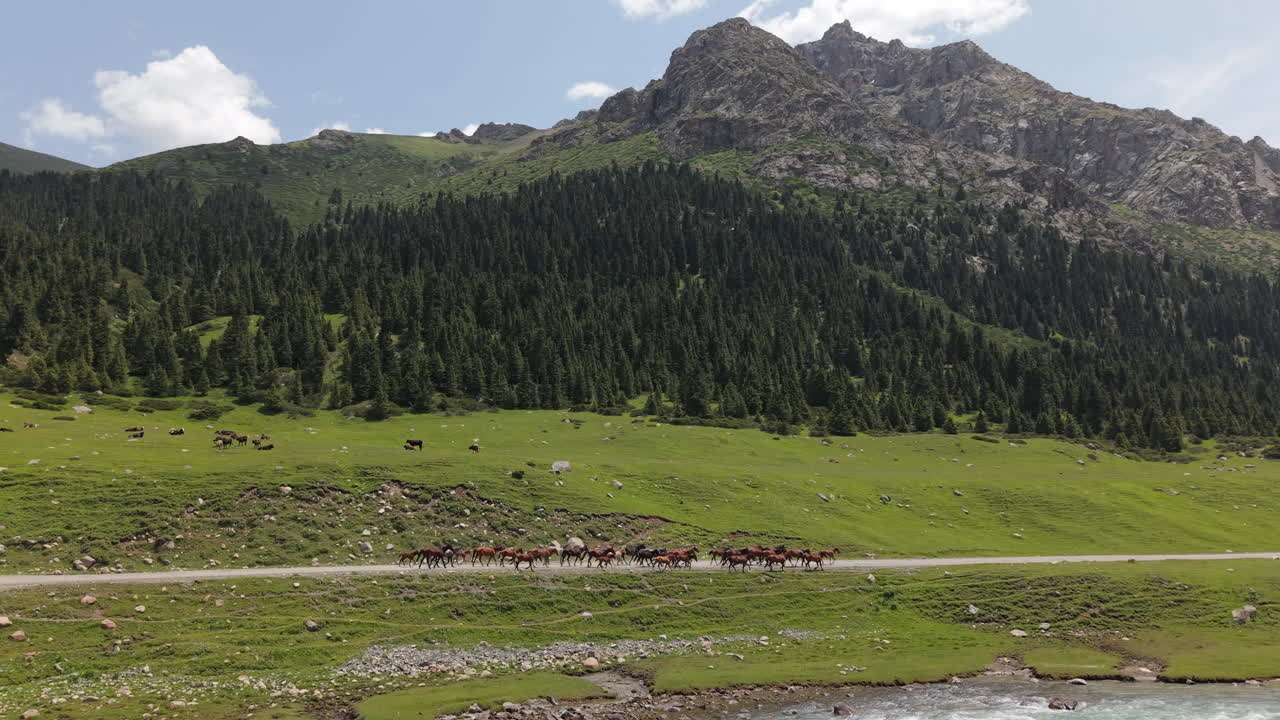 Scenic Aerial View Of Horses Running Along A River In Naryn Province, Kyrgyzstan, Central Asia