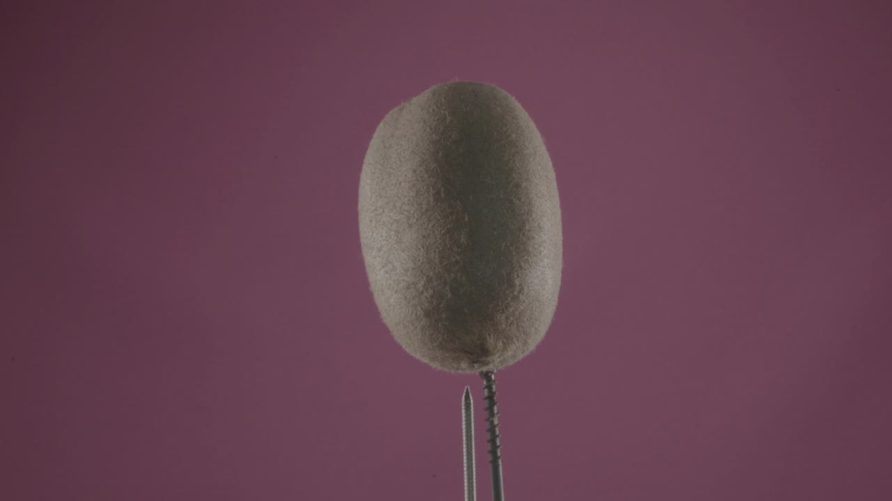 kiwi girando con bucle en la pantalla de fucsia para la llave de croma