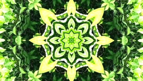 video abstracto que brilla, luz brillante que arregla movimientos sutiles de colores con una forma de flor, fondo negro