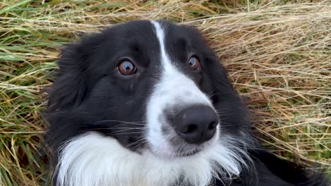 Entzückender-Haustier-Border-Collie,-Der-Sich-Auf-Dem-Gras-Entspannt---Aus-Nächster-Nähe