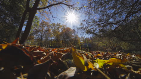 bright sunlight over forest with falling autumn leaves on ground