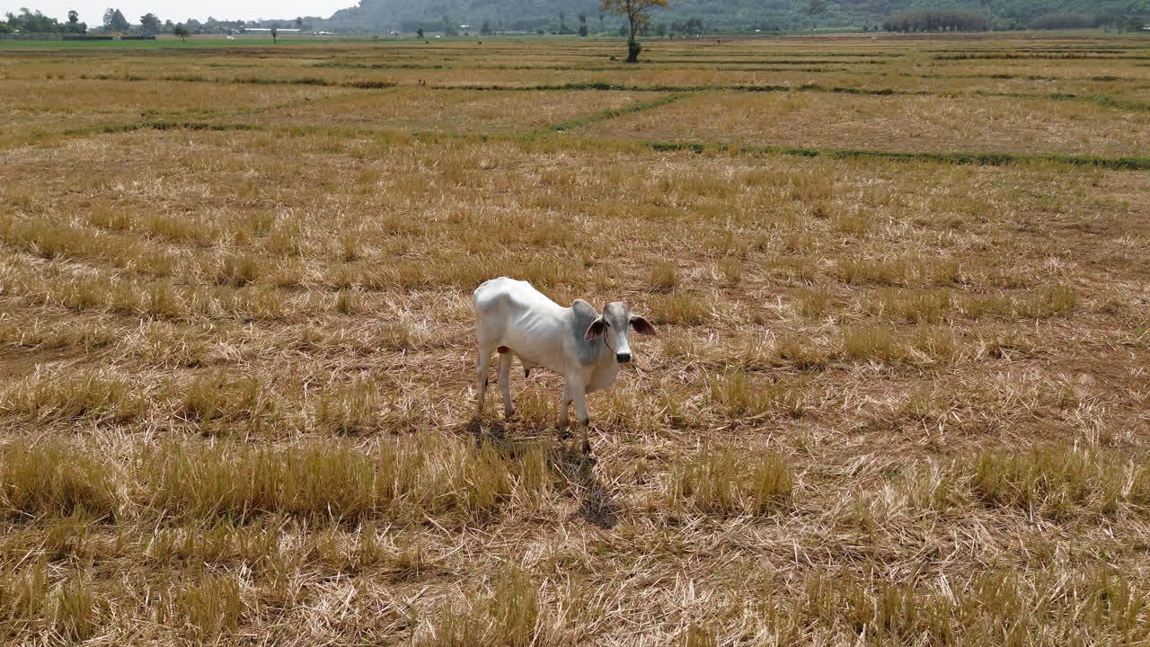A young calf walking through a dry rice field in Tay Ninh, South Vietnam