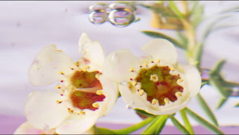 beautiful white flowers underwater with bubbles