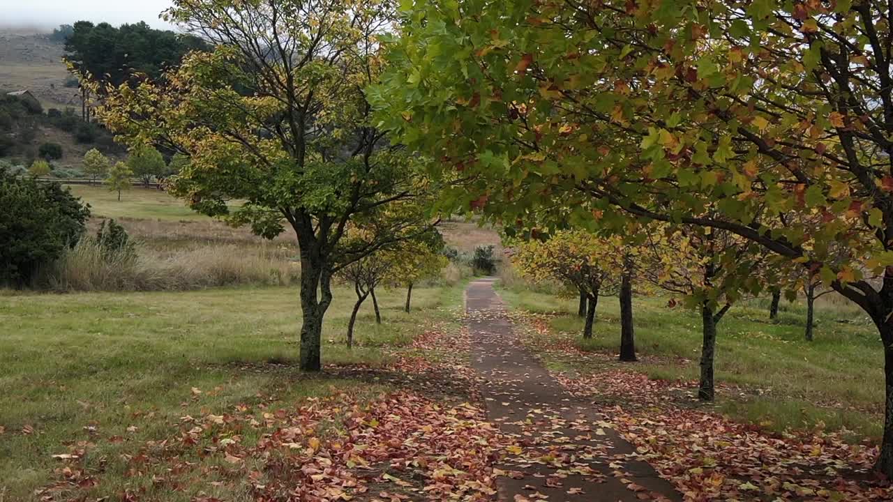 un avión no tripulado se desliza debajo de altísimos álamos, proporcionando una perspectiva inmersiva a nivel del suelo que muestra las complejidades y la majestuosidad silenciosa del dosel del bosque