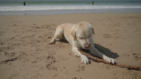 slow motion shot of labrador biting wooden stick on sandy beach.