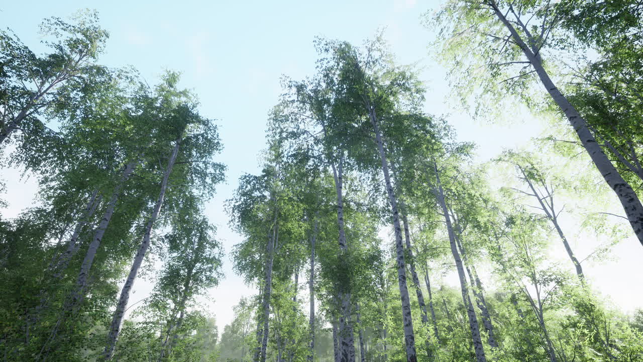 늦여름 에 밝은  ⁇ 빛 에 있는 버크 나무 들