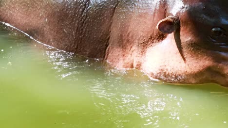 hippopotamus in water