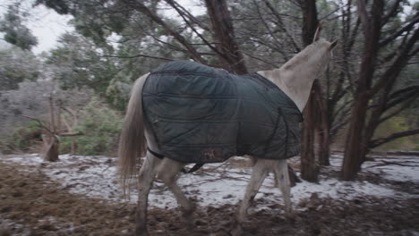 Pferd-Trägt-Jacke,-Das-Im-Winter-Im-Schlammigen-Schnee-Auf-Der-Ranch-Läuft