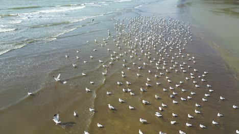 Pájaros-Volando-En-Un-Río-Primer-Plano-Vista-De-Pájaro