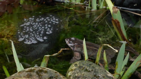 Rana-Común-Británica,-Ranas-Puestas-Engendran-Y-Protegen-La-Protección