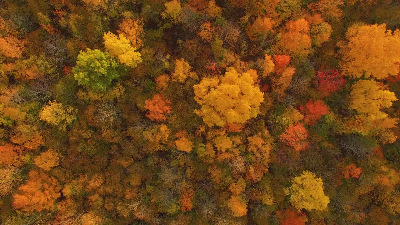Kauniita syksyisiä puita auringonlaskun aikaan Kanadassa.
