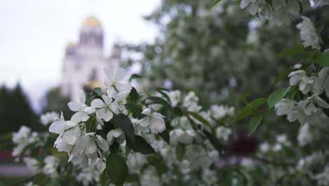 orthodox church and spring flowers in park