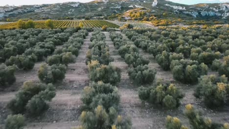 Smooth-aerial-flyover-of-an-expansive-olive-grove-in-Provence,-France