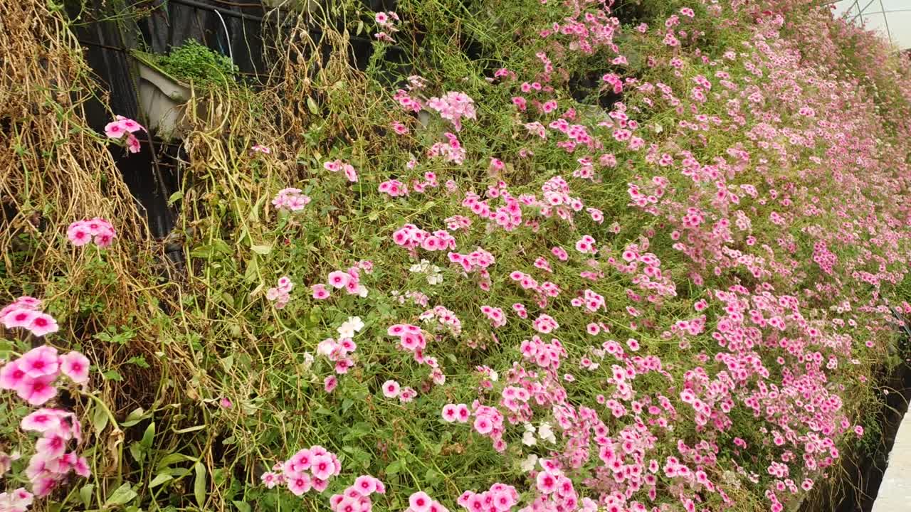 Las hermosas flores y parterres de césped de Cameron Highlands, Malasia