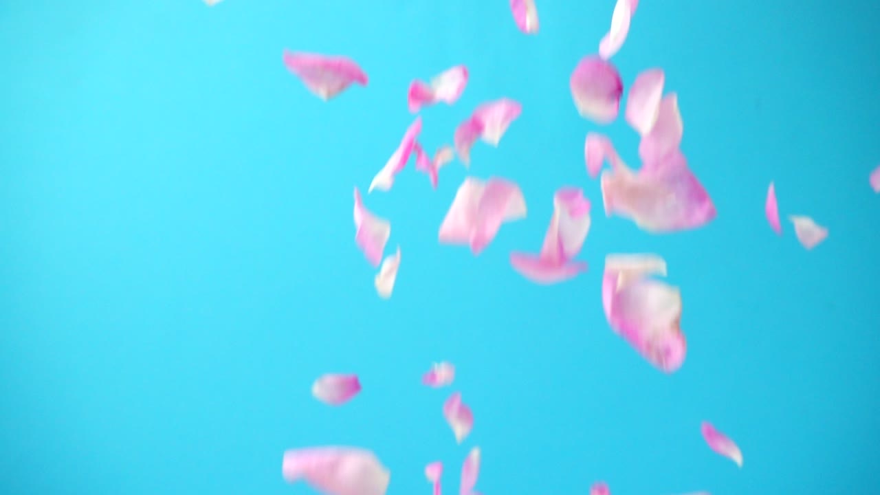 Falling of petals of a tea rose. Slow motion. Tea rose