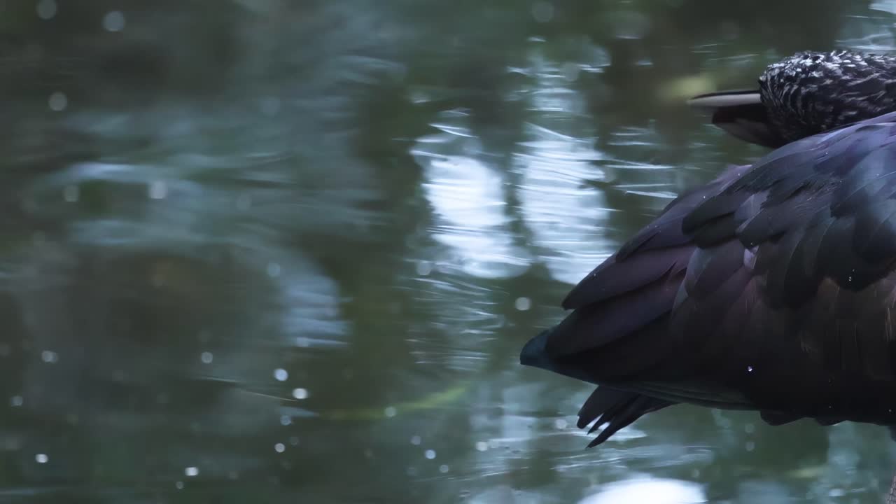 A bird meticulously preens its feathers beside a reflective water surface, showcasing intricate plumage details.