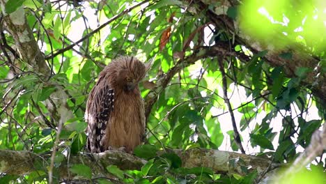 Die-Buffy-Fish-Owl-Ist-Eine-Große-Eule-Und-Doch-Die-Kleinste-Unter-Den-Vier-Fischeulen