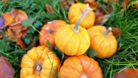 Lots-of-miniature-orange-pumpkins-piled-on-grassy-garden-lawn-surrounded-by-colourful-autumn-leaves