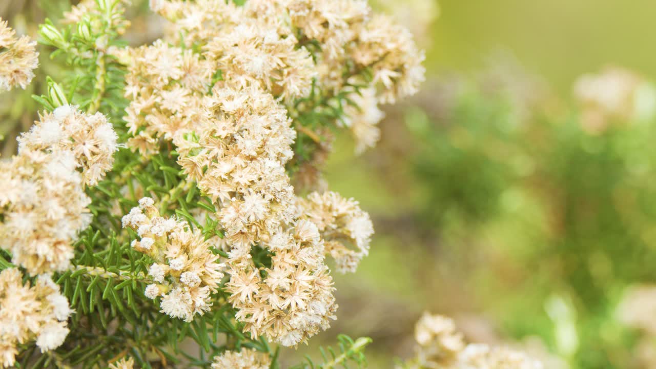 White Ozothamnus diosmifolius flowers sway gently outdoors, soft natural lighting, shallow depth of field