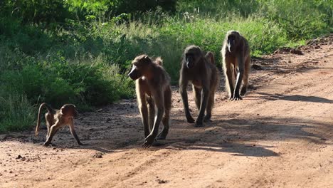 una tropa de babuinos con bebés caminando por el camino de tierra con un macho impala siguiéndolos en el parque nacional kruger