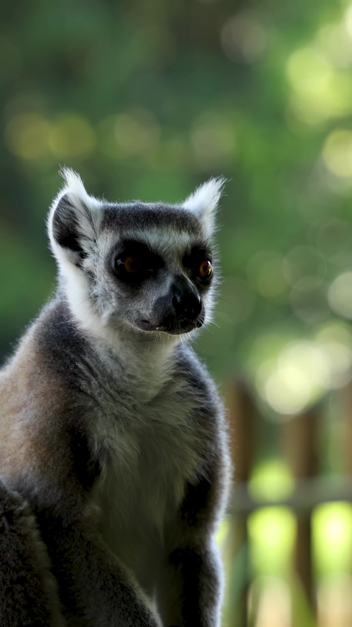 Um lêmure observador senta-se em uma cerca de madeira dentro de um santuário de vida selvagem verdejante.