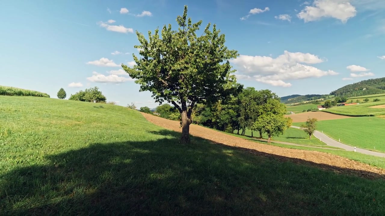 Natura nel Basilea Campagna in Svizzera. È stato registrato nel pomeriggio. Il movimento della telecamera è una rotazione che segue l'albero. Al centro dell'immagine c'è una strada vuota